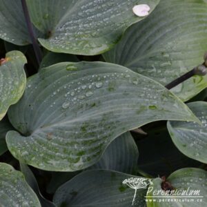 Hosta Devon Blue