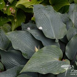 Hosta Devon Blue