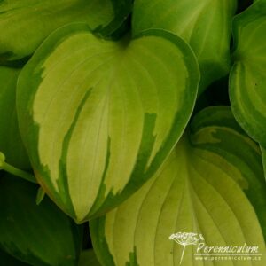 Hosta Emerald Tiara