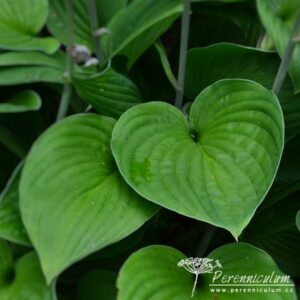 Hosta Fortunei Obscura