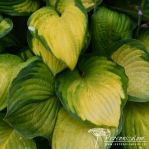 Hosta Gold Standard