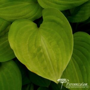 Hosta Golden Scepter