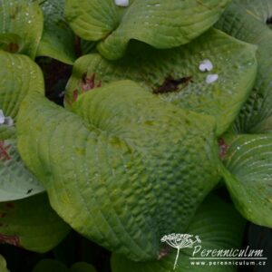 Hosta Golden Sunburst