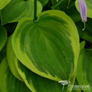 Hosta Golden Tiara