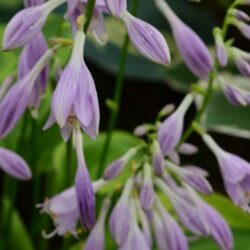Hosta Golden Tiara