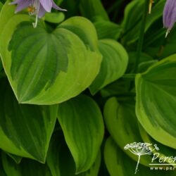 Hosta Golden Tiara