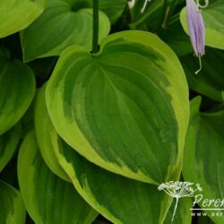 Hosta Golden Tiara
