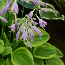 Hosta Golden Tiara