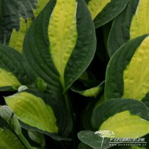 Hosta Gypsy Rose