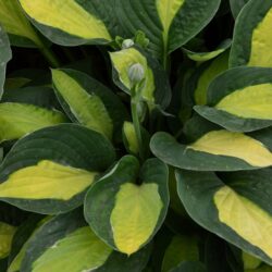 Hosta Gypsy Rose