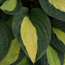 Hosta Gypsy Rose