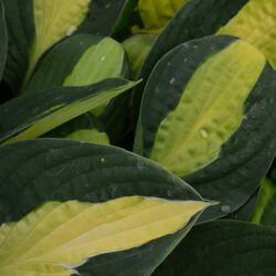 Hosta Gypsy Rose