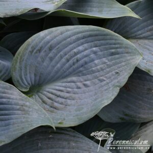 Hosta Halcyon