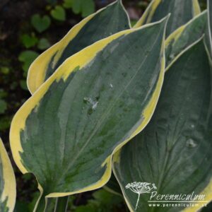 Hosta Hilda Wassmann