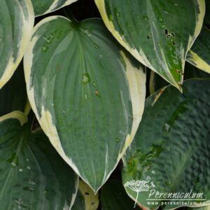 Hosta Iona
