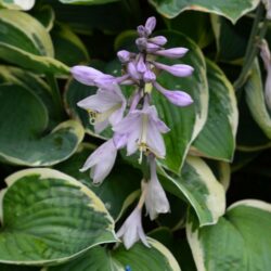 Hosta Iona