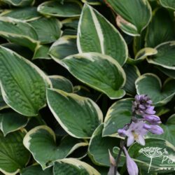 Hosta Iona