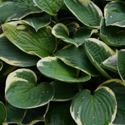 Hosta Iona