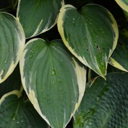 Hosta Iona