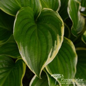 Hosta Iron Gate Glamour
