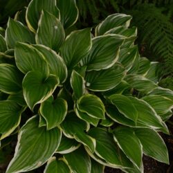 Hosta Iron Gate Glamour