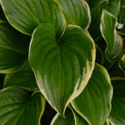 Hosta Iron Gate Glamour