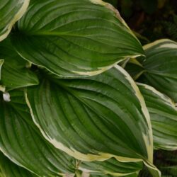Hosta Iron Gate Glamour