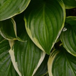 Hosta Iron Gate Glamour