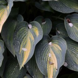 Hosta June