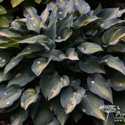 Hosta June