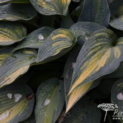 Hosta June