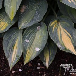 Hosta June