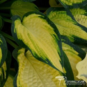 Hosta Orange Marmalade