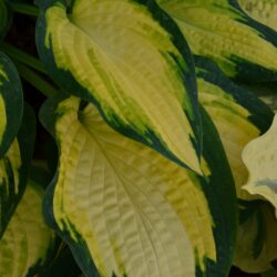 Hosta Orange Marmalade