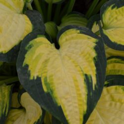 Hosta Orange Marmalade