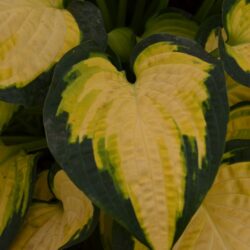 Hosta Orange Marmalade