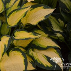 Hosta Orange Marmalade