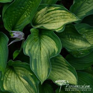Hosta Phyllis Campbell