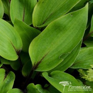 Hosta Purple Heart