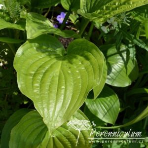 Hosta Royal Standard