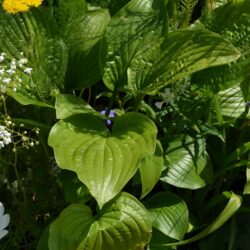 Hosta Royal Standard