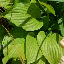 Hosta Royal Standard