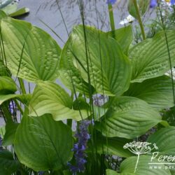 Hosta Royal Standard