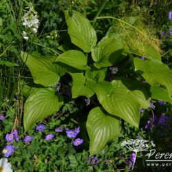 Hosta Royal Standard