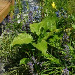 Hosta Royal Standard