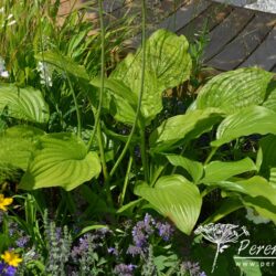 Hosta Royal Standard