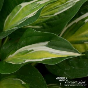 Hosta Snake Eyes
