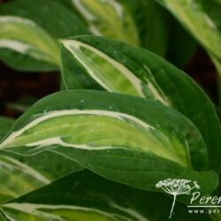 Hosta Snake Eyes