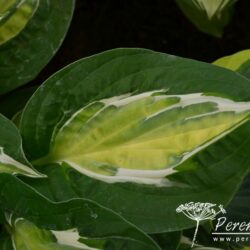 Hosta Snake Eyes
