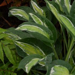 Hosta Snake Eyes